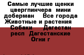 Самые лучшие щенки цвергпинчера (мини доберман) - Все города Животные и растения » Собаки   . Дагестан респ.,Дагестанские Огни г.